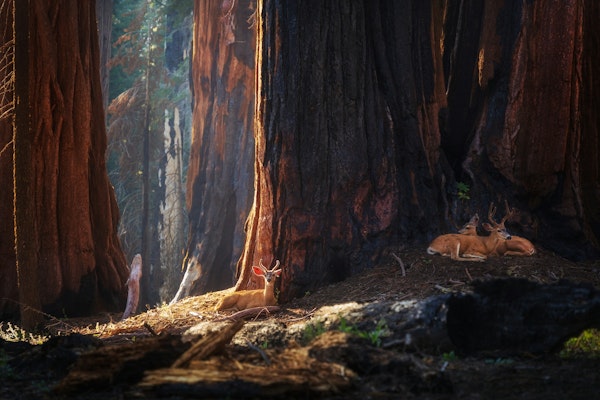 Majestic Forest Sanctuary - Sequoia