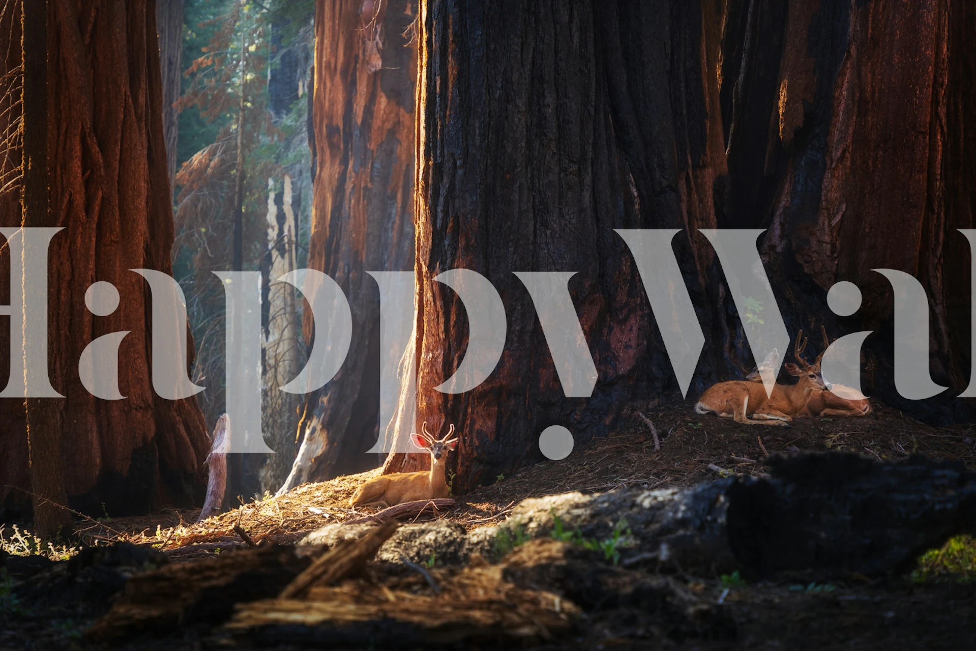 Sequoia trees with deer in a forest setting wallpaper