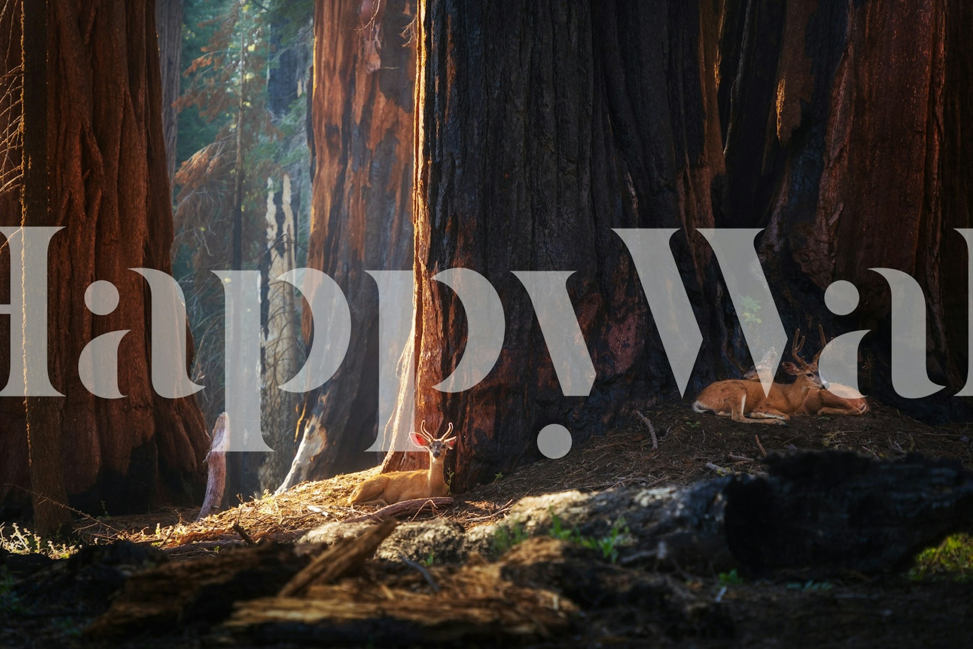 Papel pintado Majestic Forest Sanctuary en una habitación