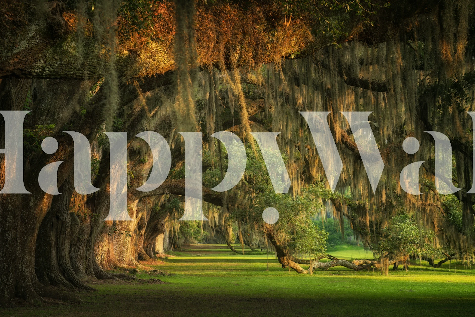 Lush green forest with hanging moss and golden light wallpaper