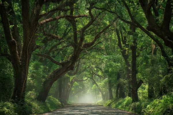 Mystical Green Avenue - USA