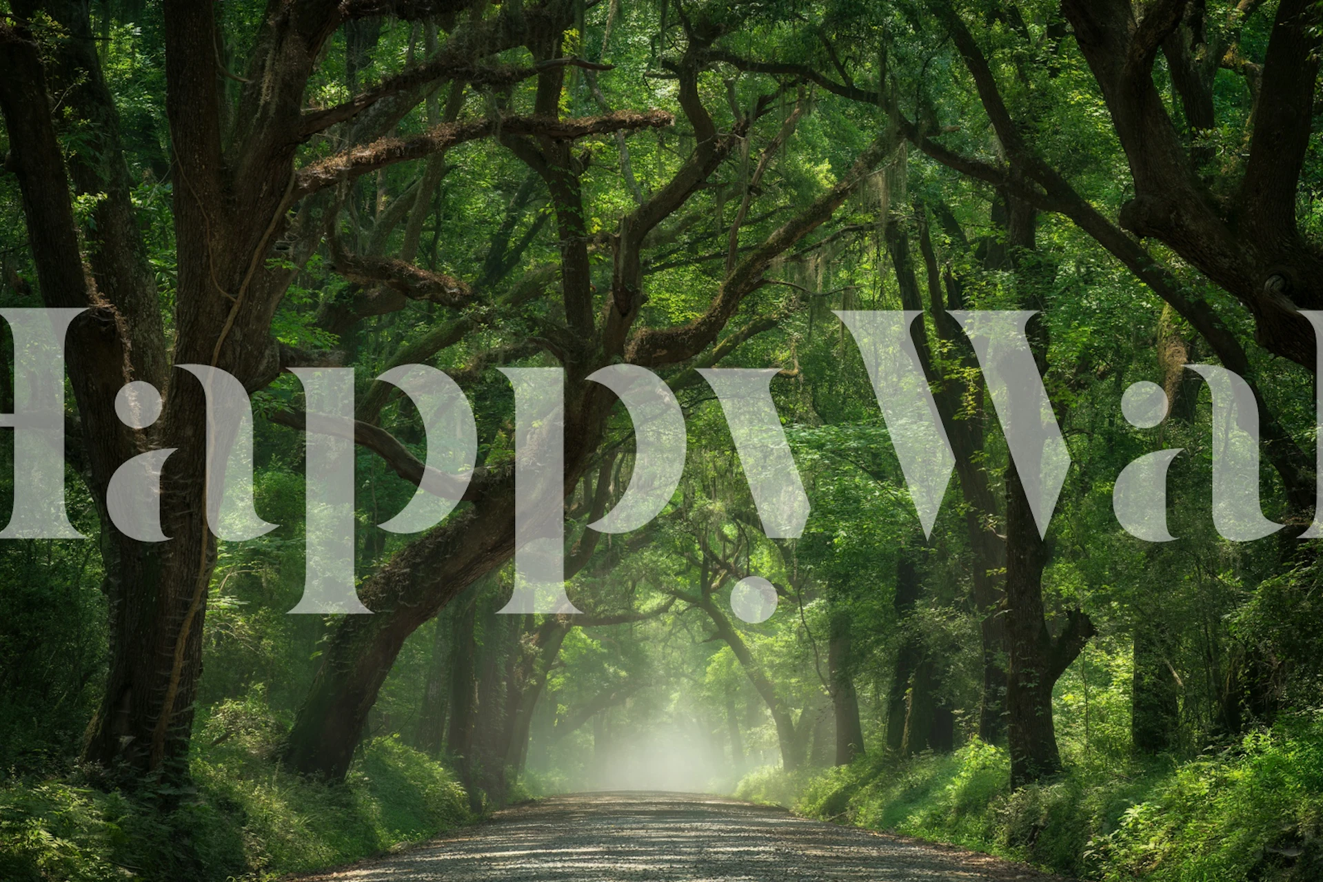 Mystical Green Avenue wallpaper in a room