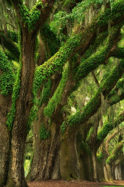 Τοιχογραφία