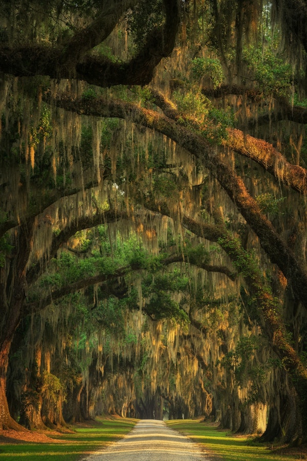 Mystic Oak Lane - USA