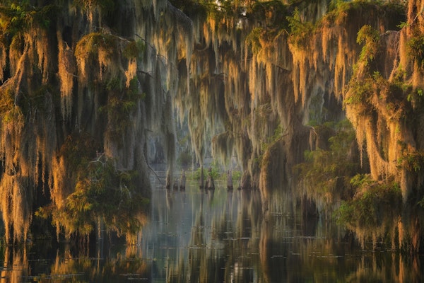 Mystical Swamp Atmosphere