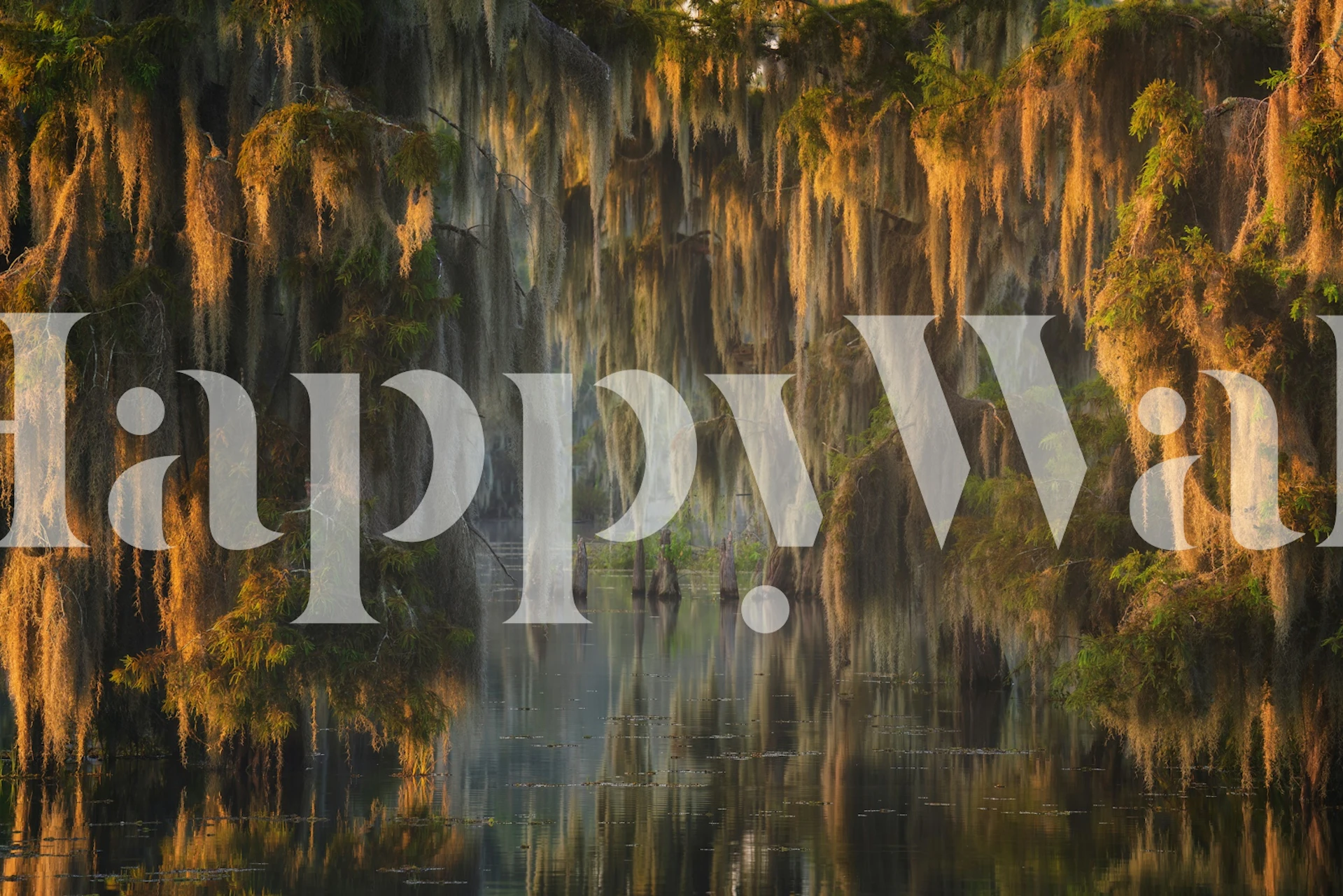 Swamp water reflection with hanging moss and green foliage wallpaper