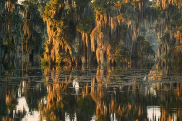 Sunlit Spanish Moss - USA