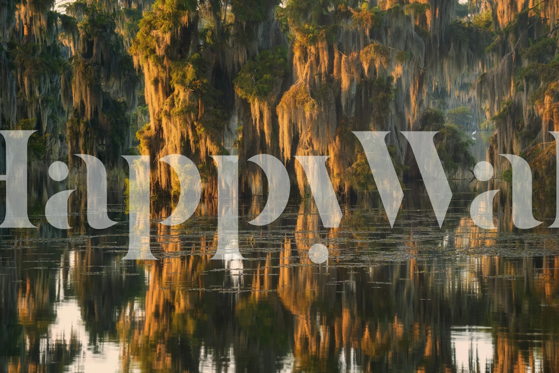Sunlit Spanish Moss wallpaper in a room
