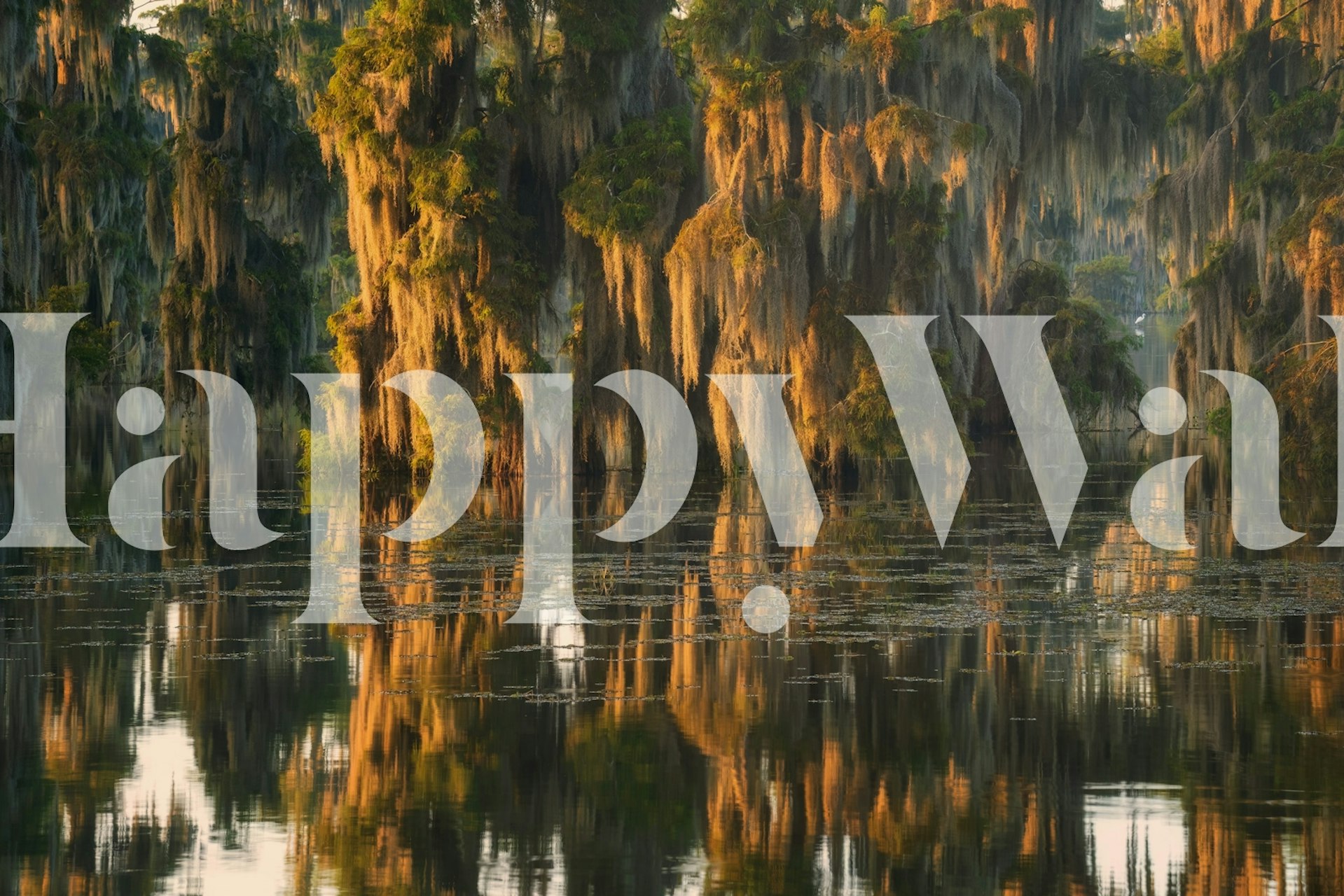 Carta da parati Sunlit Spanish Moss in una stanza