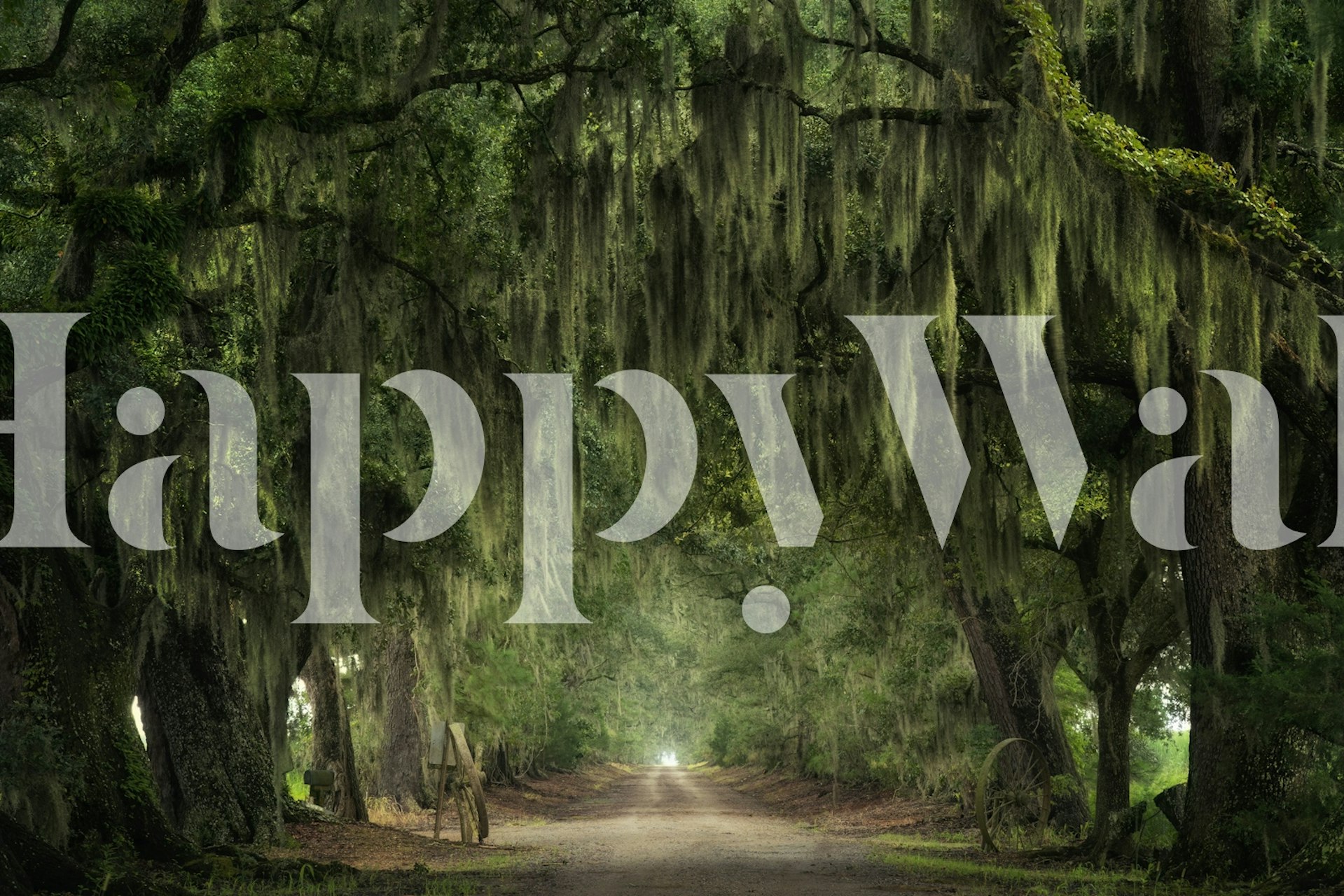 Papier peint Mystical woodland dans une pièce