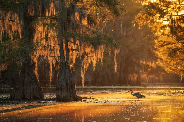 Sunlit Swamp Serenity - Texas