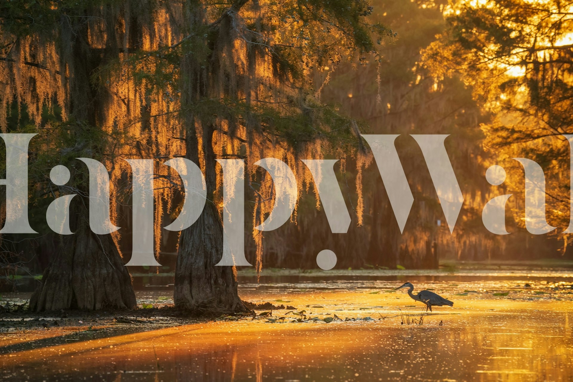 Sunlit swamp wallpaper in a cozy room