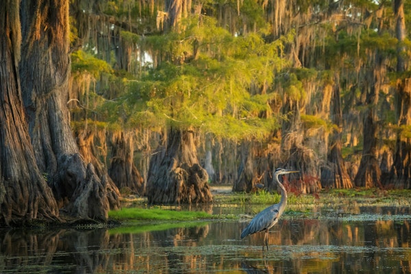 Serene Cypress Forest