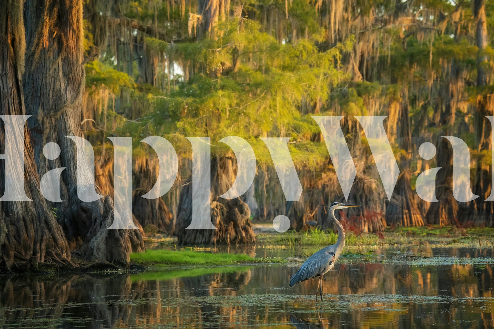 Cypress forest with heron and trees in water wallpaper