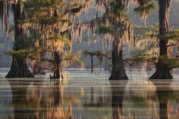 Mystical Bayou Reflections