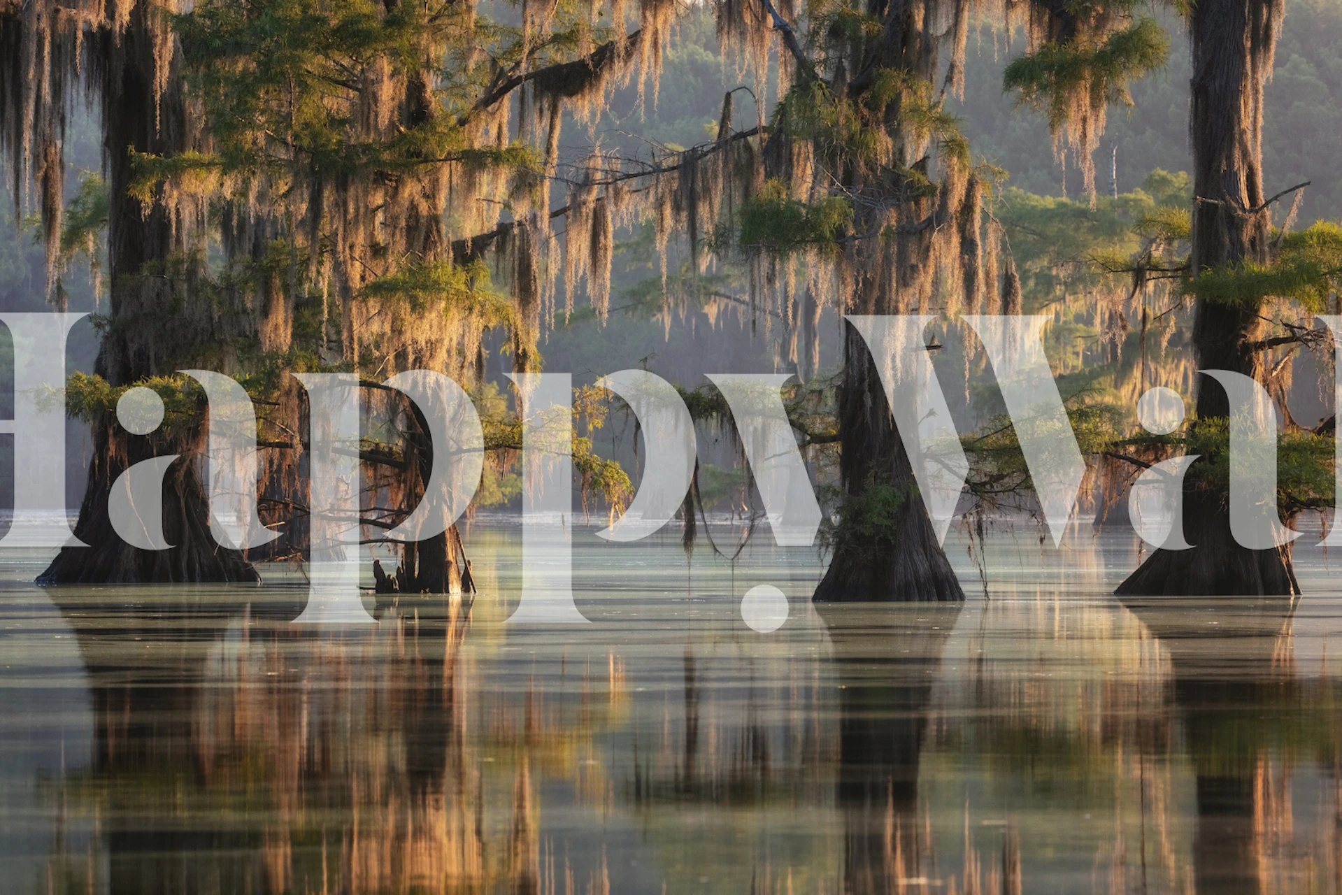 Mystical Bayou Reflections tapet i ett rum