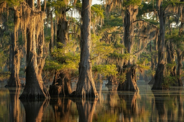 Mystic Cypress Forest