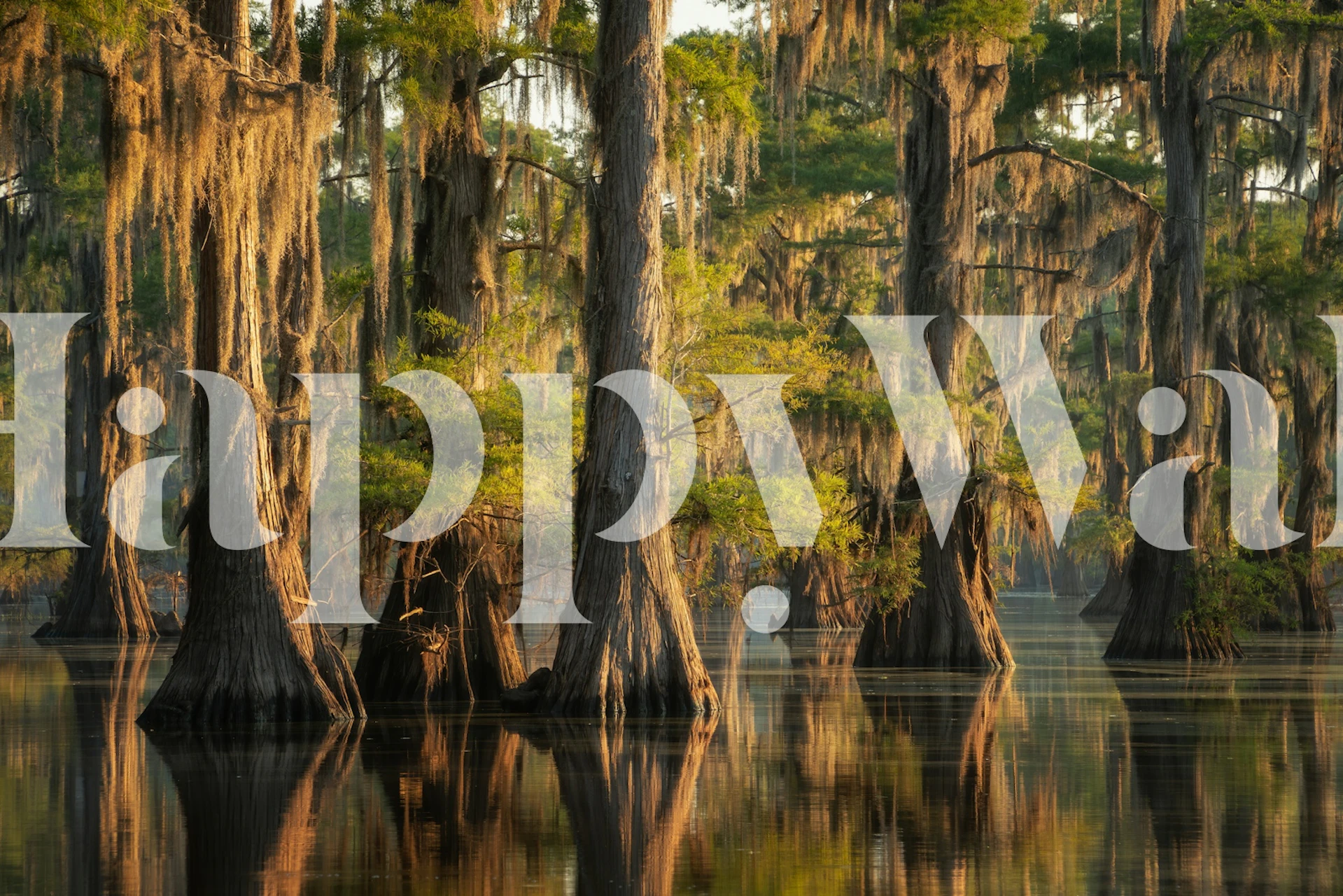 Cypress trees with moss reflecting in water wallpaper