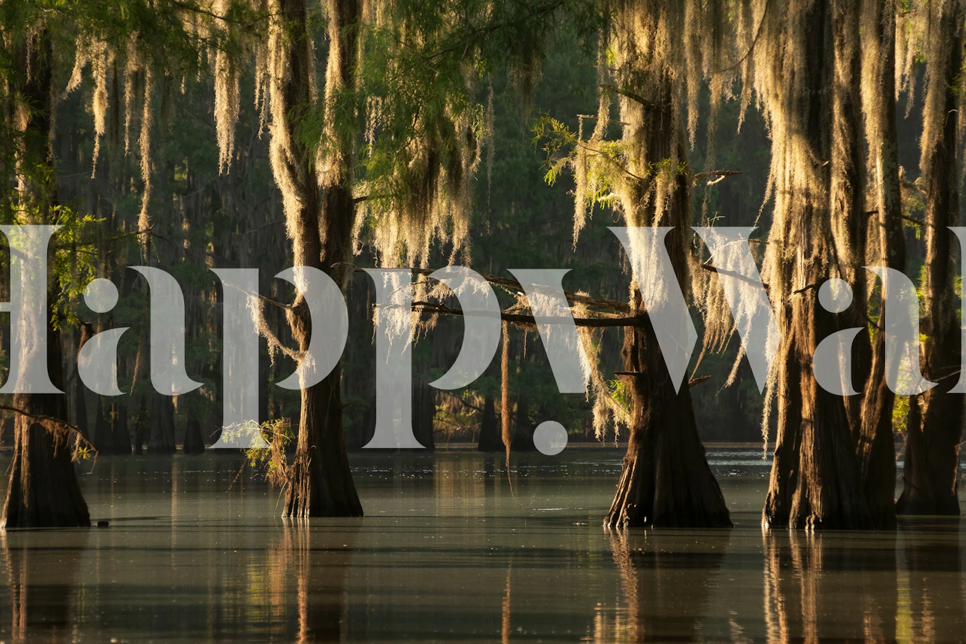 Enchanted Forest Reflection wallpaper in a room