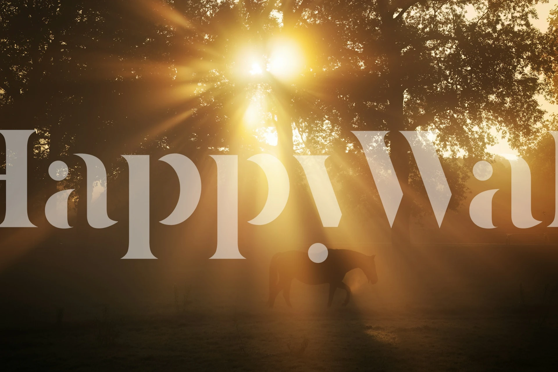 Golden Sunrise Equine-behang in een kamer