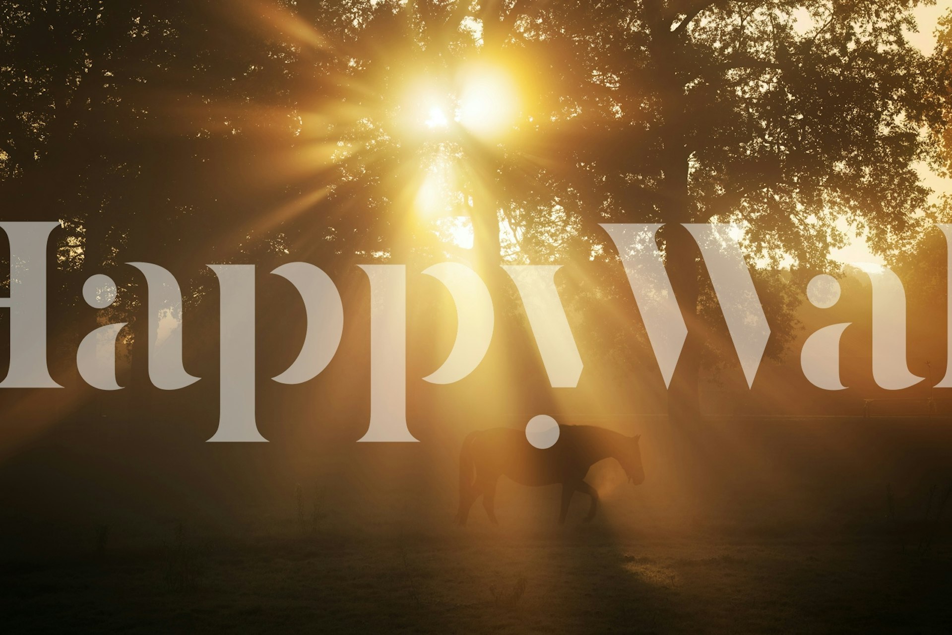 Tapeta Golden Sunrise Equine v pokoji