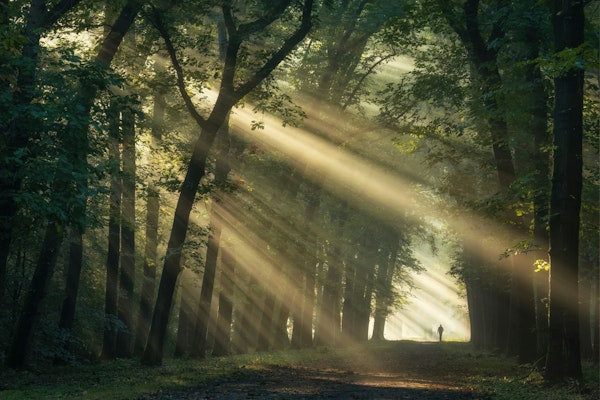 Mystical Woodland Light