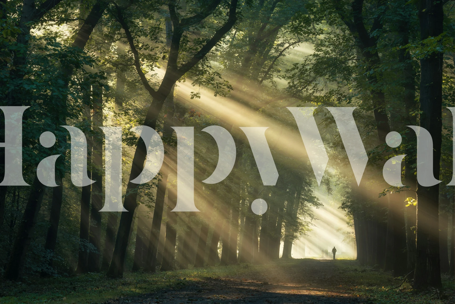 Mystical woodland wallpaper in a room