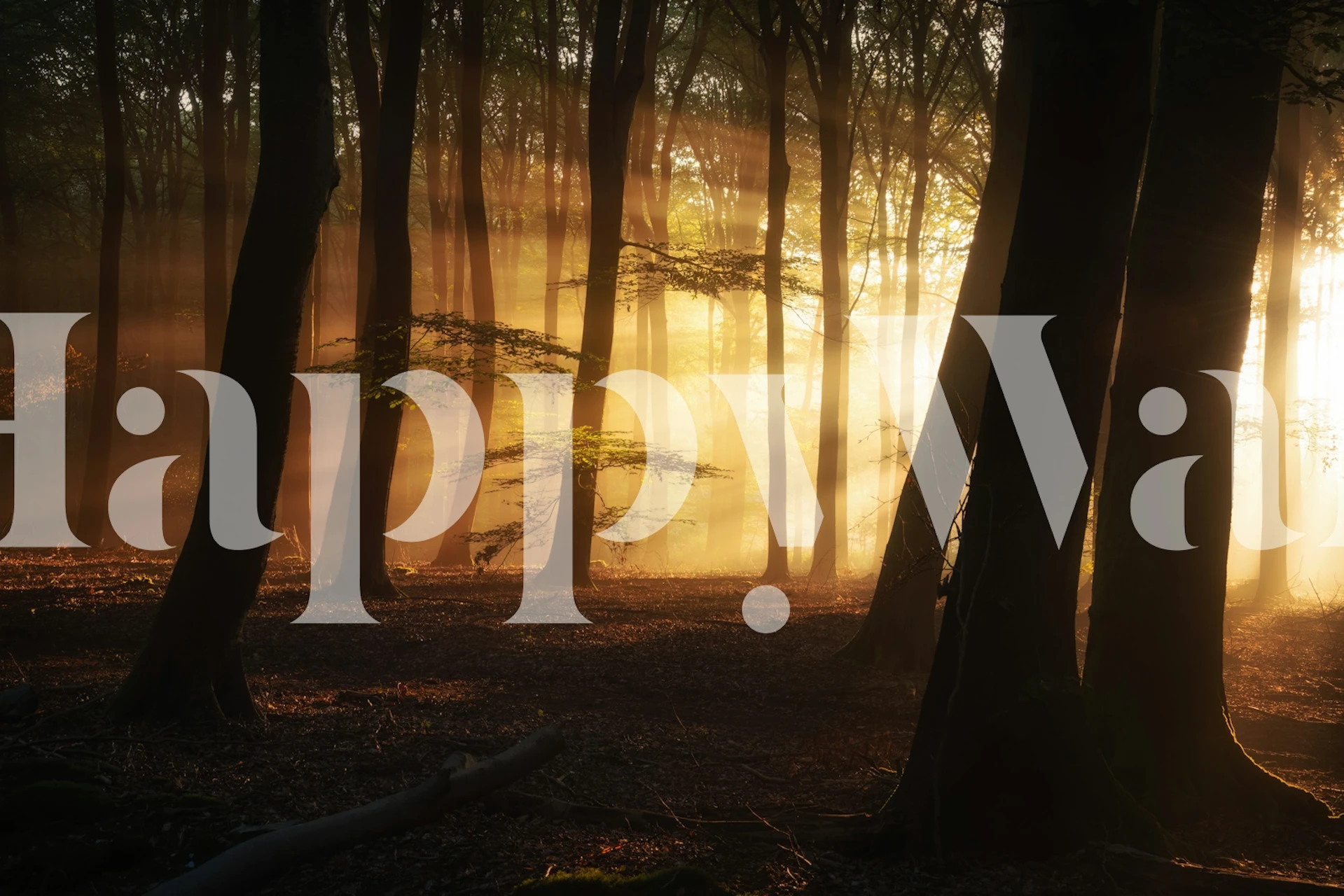 Golden forest scene with sunlight through trees wallpaper