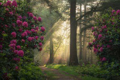 Τοιχογραφία