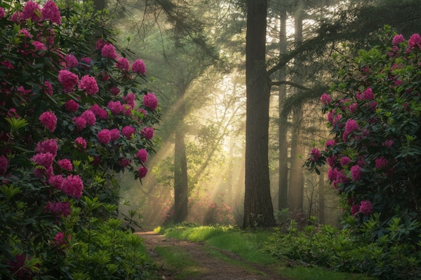 Morning Sunlight Pathway
