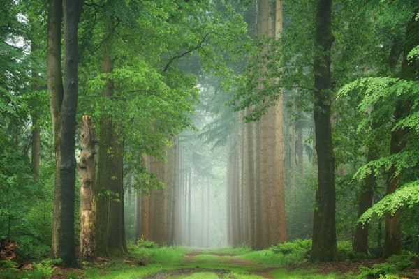 Serene Forest Pathway