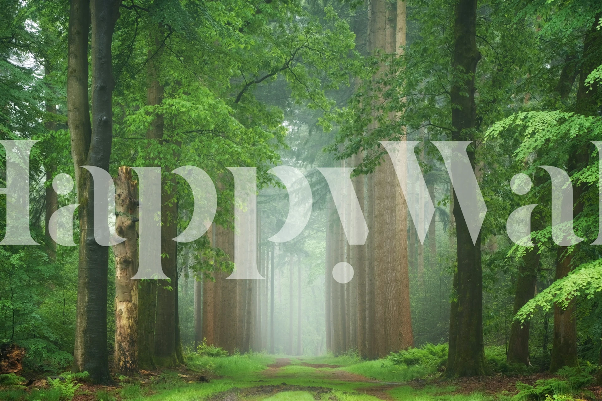 Peaceful forest pathway with tall trees and lush greenery wallpaper