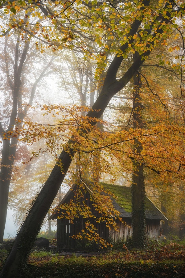 Misty Woodland Cabin