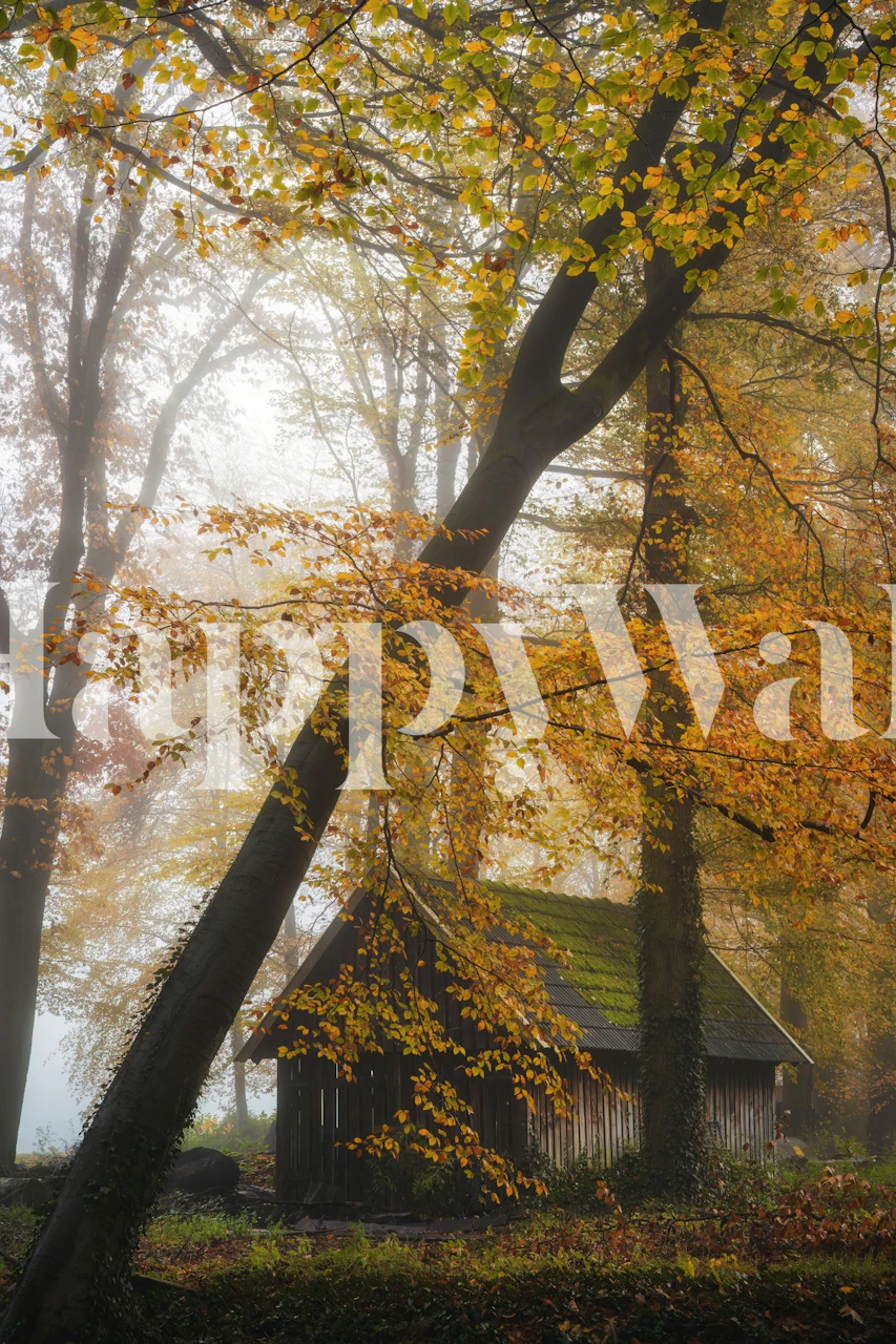 Misty woodland scene with a cabin surrounded by tall trees and autumn leaves wallpaper