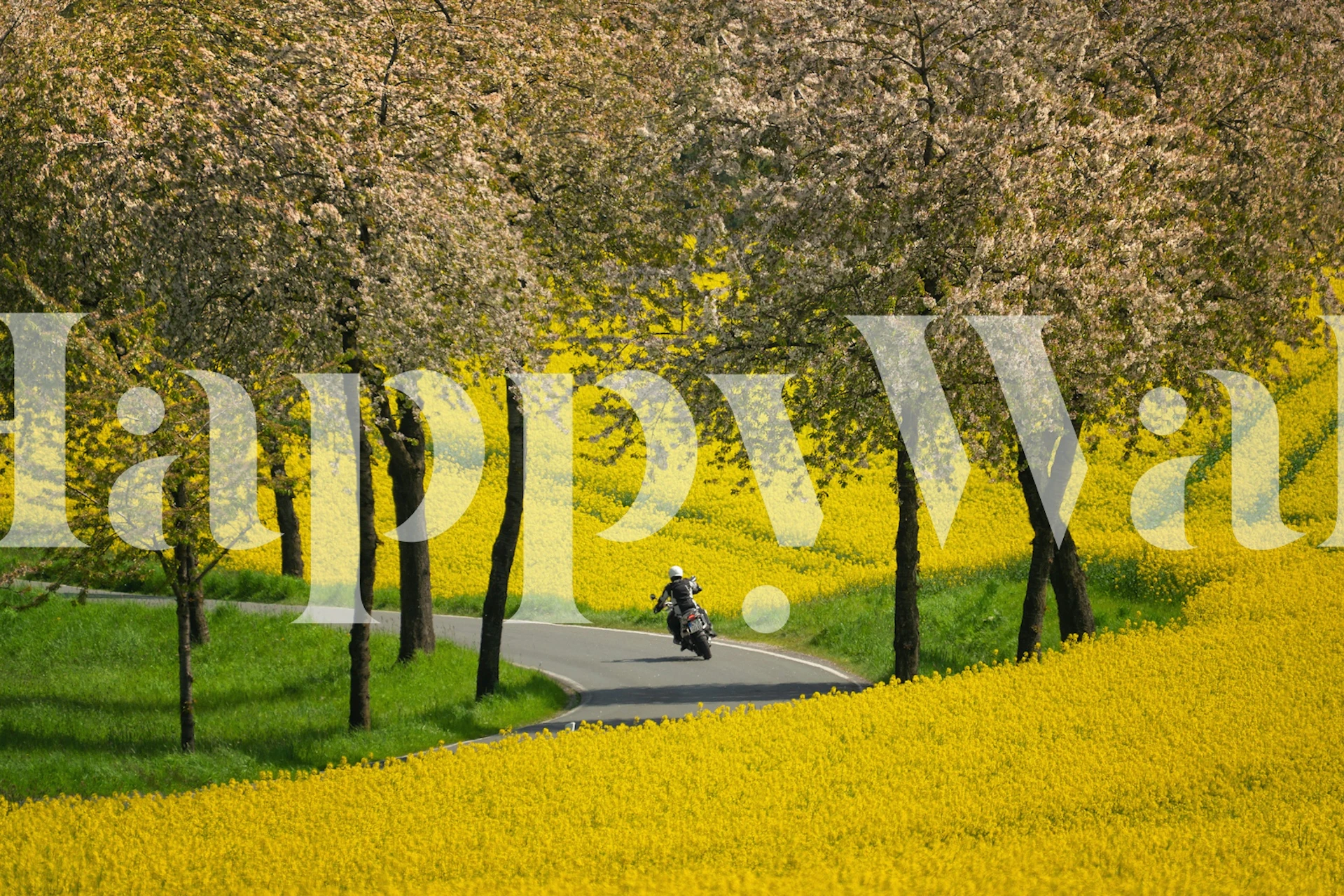 Country road wallpaper in a sunny room