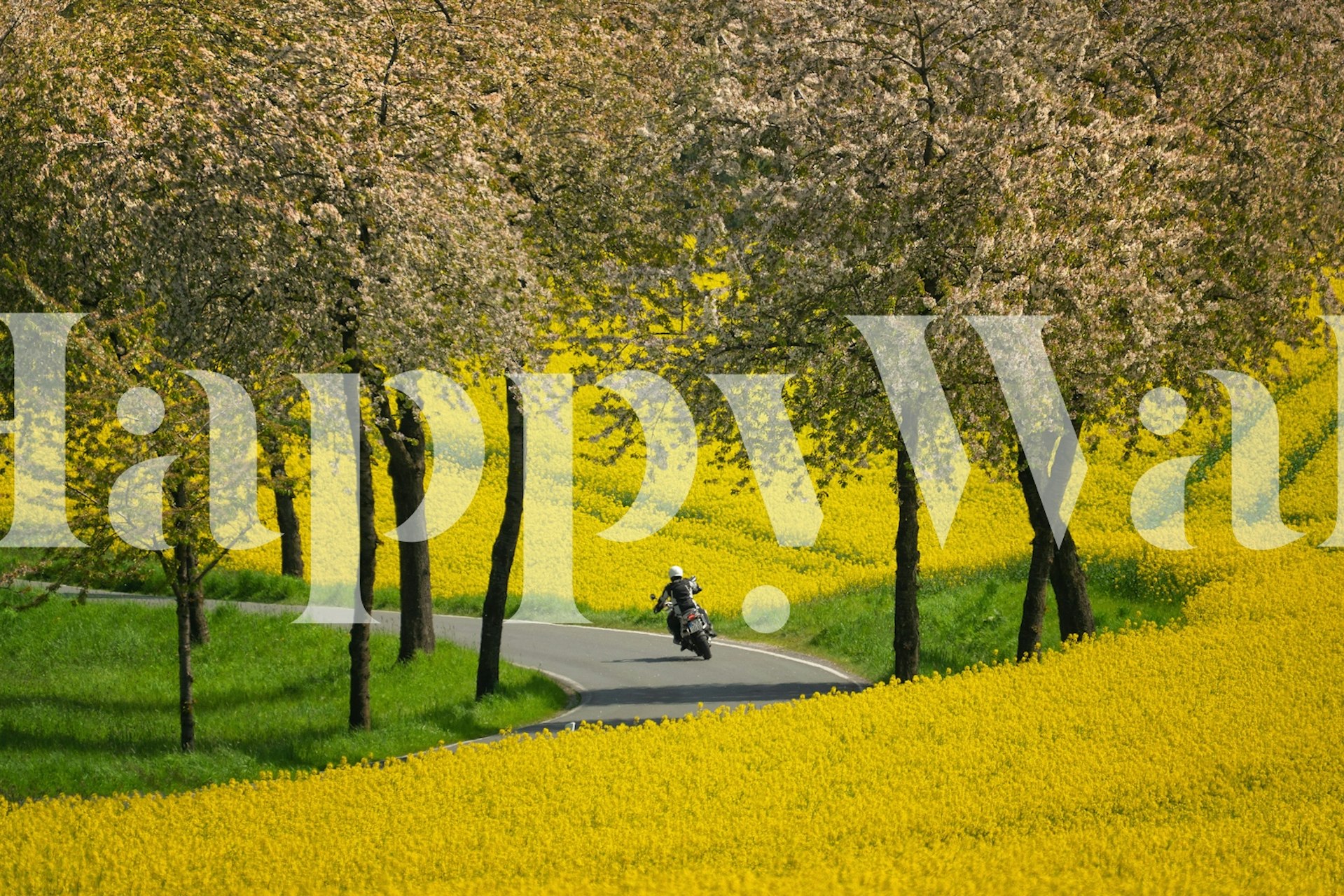 Papel de parede Country Road Journey em um quarto ensolarado