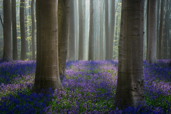 Mystical Woodland Bloom