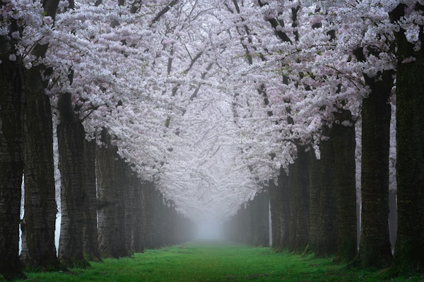 Serenity Under Sakura