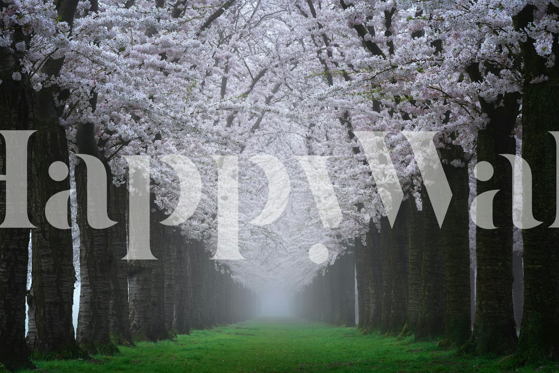 Cherry blossom pad tapijt in een kamer