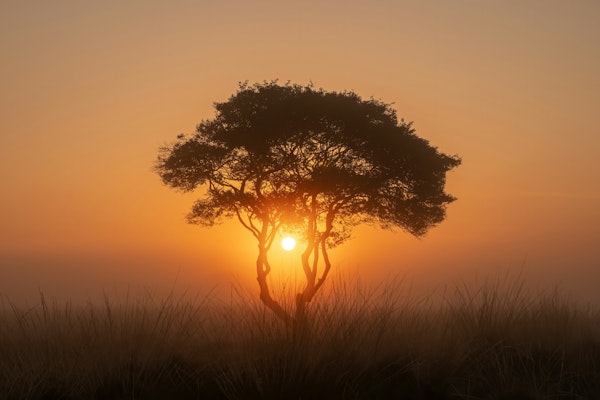Golden Hour Silhouette