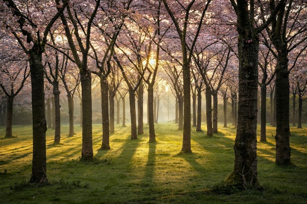 Cherry Blossom Sunrise