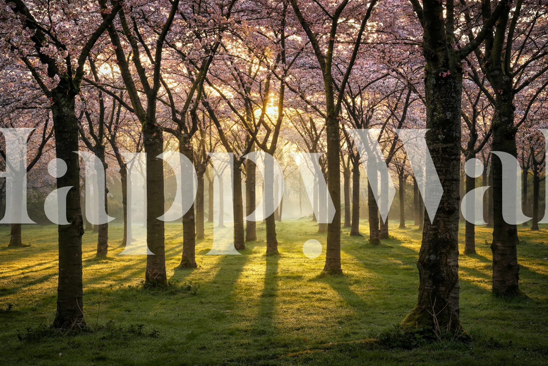 Pink cherry blossom trees in sunrise light wallpaper