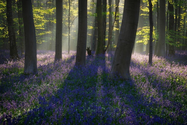 Dawn in Bluebell Woods