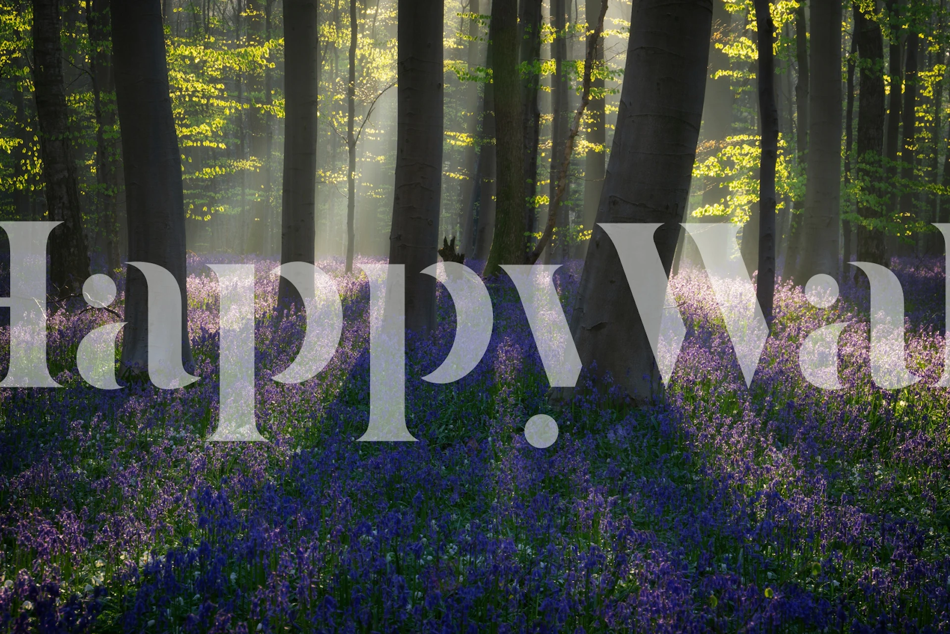 Dawn in Bluebell Woods wallpaper design