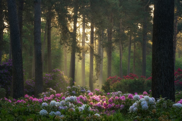 Rhododendron Forest Glow