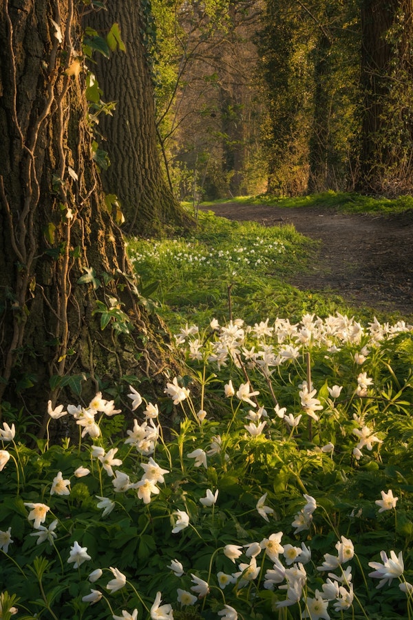 Forest Path with Anemones