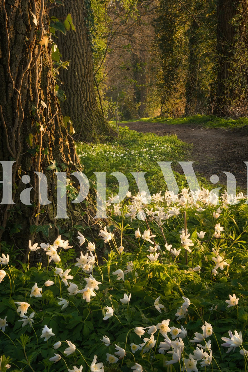 Tapeta Forest Path with Anemones u sobi