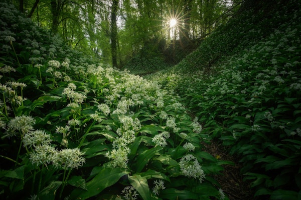 Sunlit Forest Blooms
