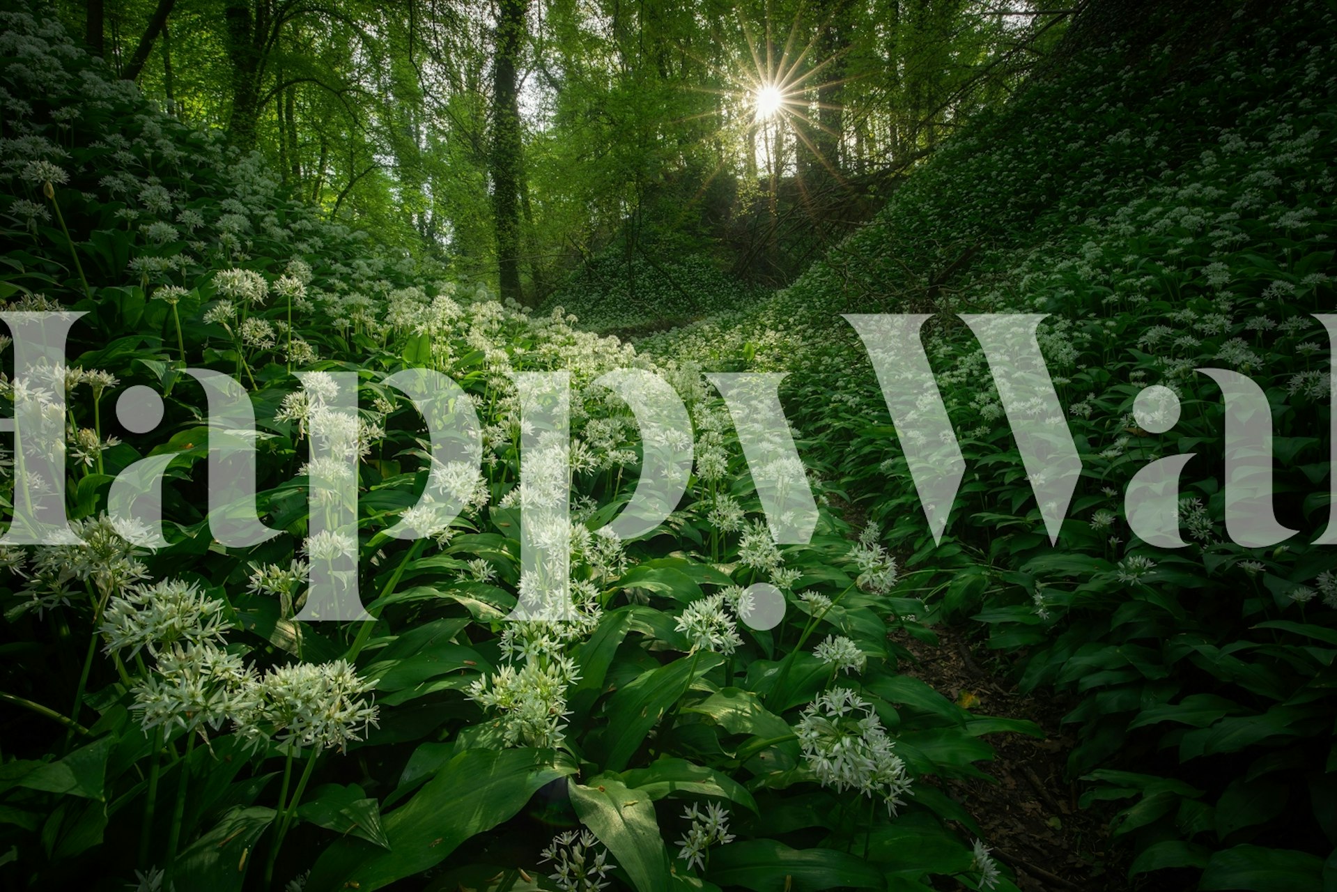 Sunlit Forest Blooms tapet i et rom