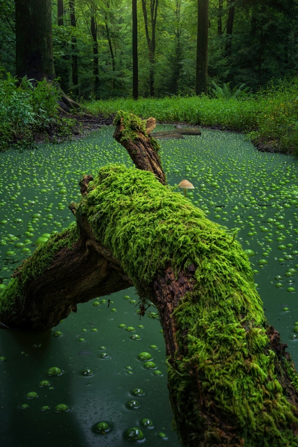 Mossy Tranquil Pool